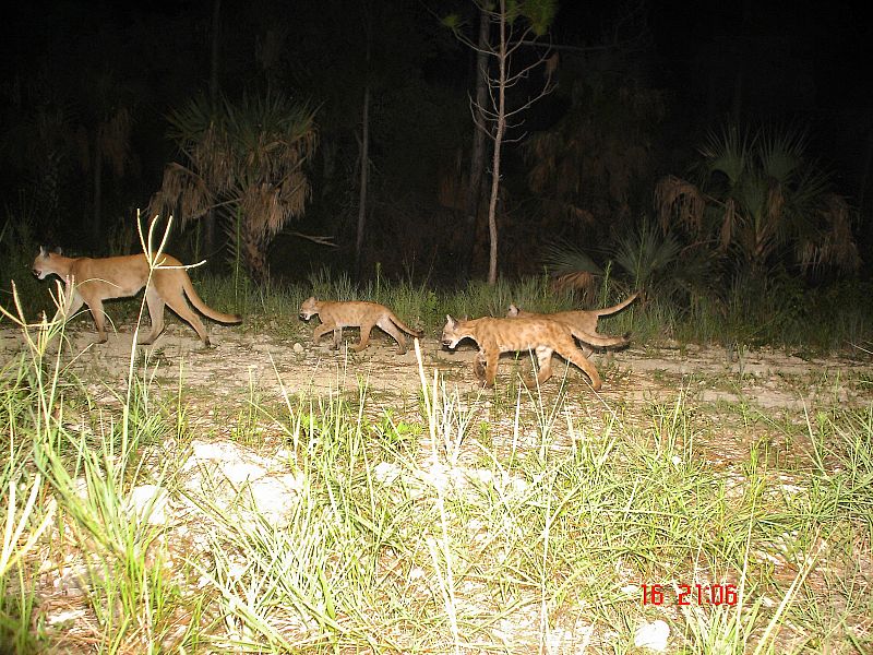 Tres cachorros de pantera siguen a su madre bajo la oscuridad de un bosque de Florida