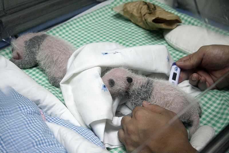 En sólo dos semanas, los osos panda han duplicado su peso hasta 350 gramos, más o menos