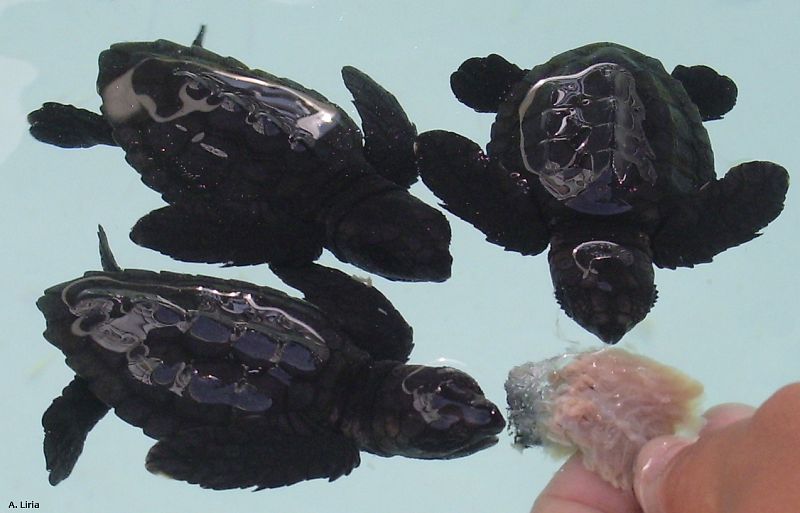 Tres tortugas bobas recién nacidas, comiendo