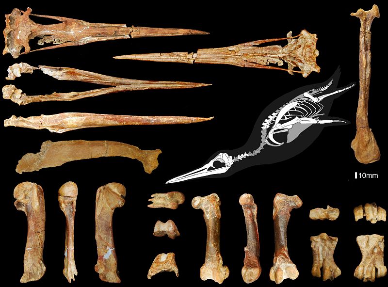 Los pingüinos de la antiguedad, muy diferentes a los actuales