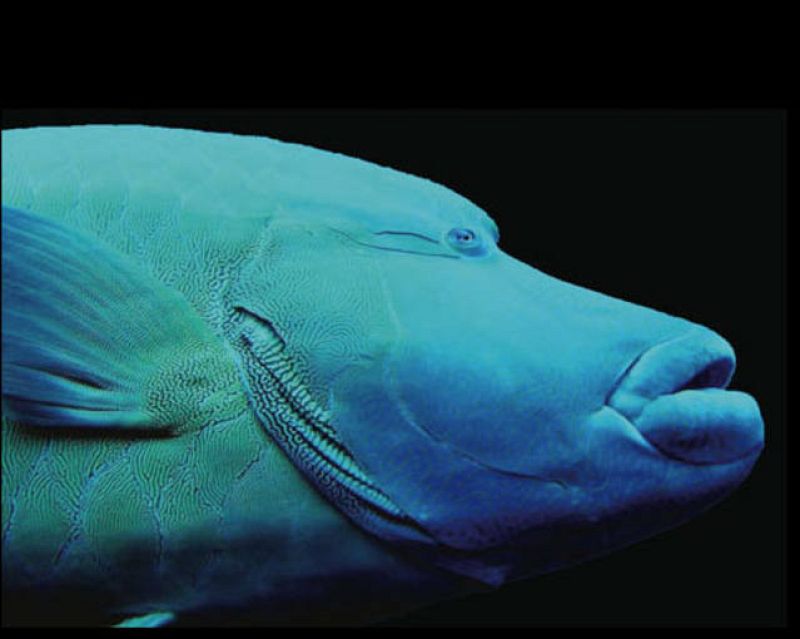 Una de las especies descubiertas durante la elaboración del Censo de la Vida Marina