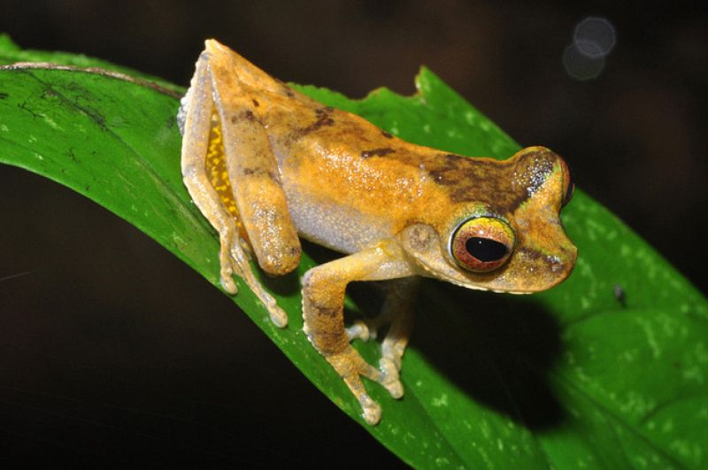 Otra de las ranas desconocidas