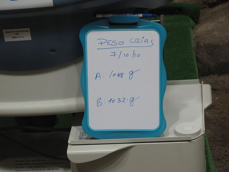 Al nacer pesaron poco más de 150 gramos, pero los dos ejemplares ya superan un kilo de peso