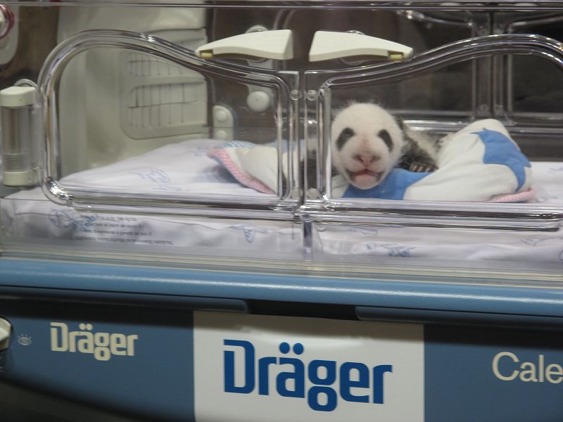 El cachorro que se ha quedado en la incubadora mira a la cámara
