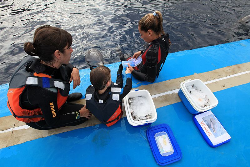 Delfinoterapia para combatir el autismo