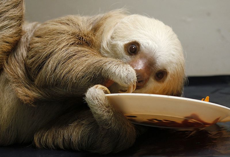 Un pequeño perezoso cogiendo comida de un plato