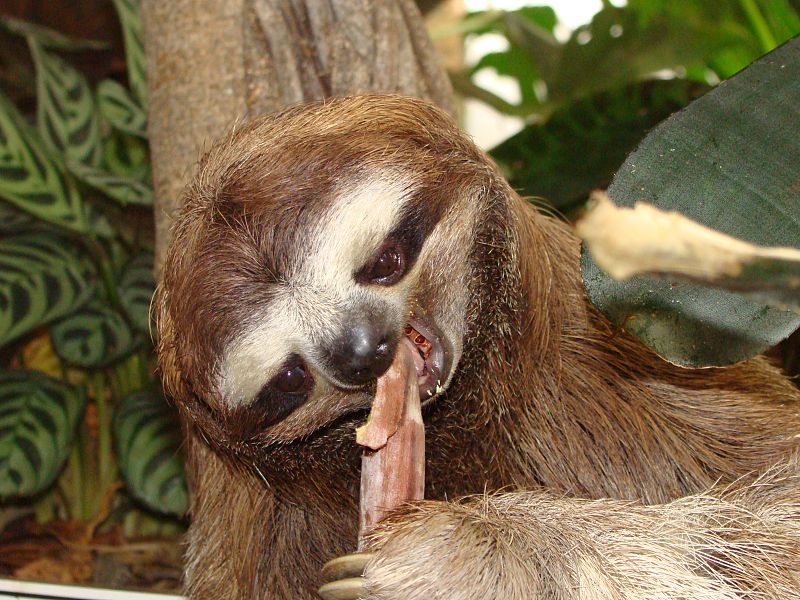 Los perezosos se alimentan normalmente de yemas, brotes tiernos y hojas