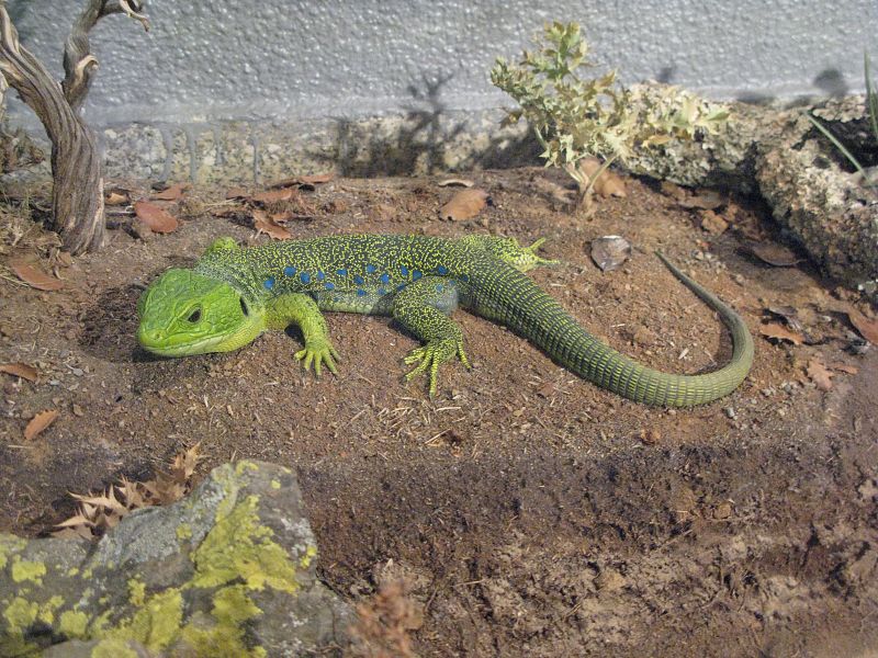 El lagarto ocelado, una de las piezas estrella de la exposiciónes de España'