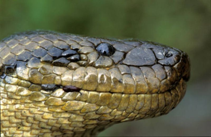 Las escamas recubren a la serpiente como una coraza