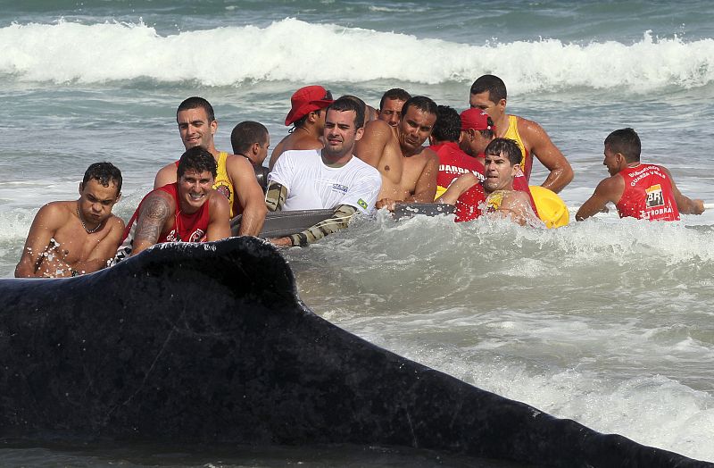 Vecinos y trabajadores no son capaces de mover a la ballena por sus propios medios