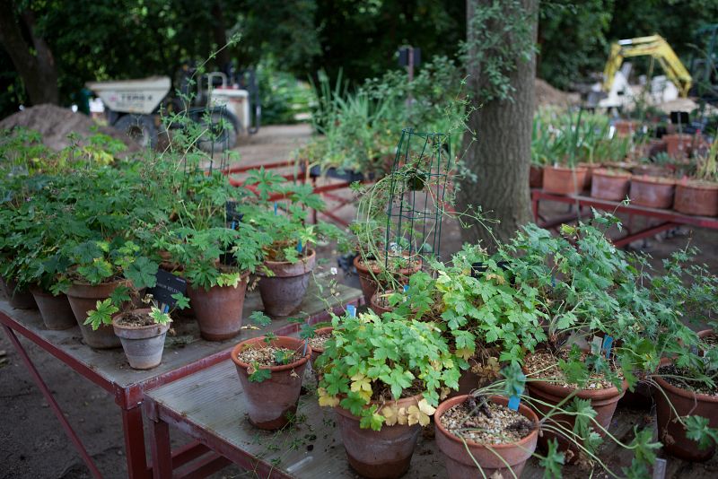 La sección Colecciones Vivas es el lugar donde se preparan las plantassilvestres recogidas por los científicos en sus campañas en el campopara su posterior estudio, como esta colección de geranios silvestres,que son muy diferentes a los que estamos