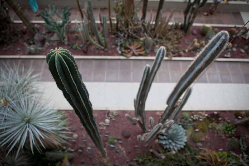 En el invernadero de clima desértico algunos cactus alcanzan variosmetros de altura.