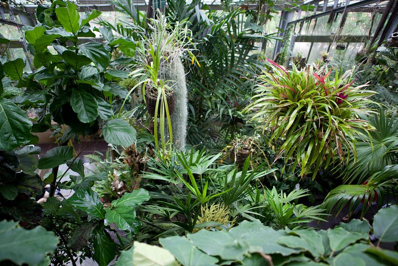Este invernadero tropical es impresionante para todos los sentidos. Las plantas son exuberantes y se enredan en las barandillas, las orquídeas y las bromelias cuelgan desde el techo y te acarician el pelo. Cada pocos minutos suena el suave silbido d