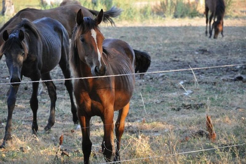 Algunos ejemplares intentan escapar del recinto para encontrar comida