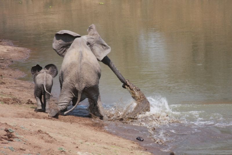 A pesar de los tirones del reptil, el elefante consiguió mantener el equilibrio y alejarse de la orilla