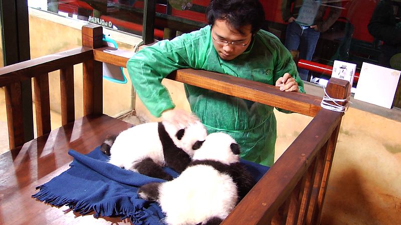 Los pequeños pandas juntos por primera vez en su nueva cuna