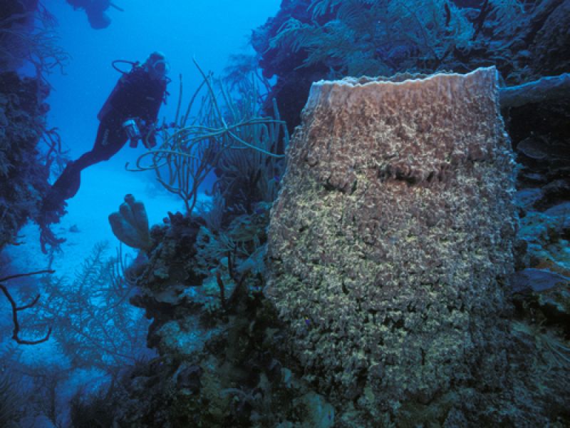 La esponja barril gigante, 'Xestopongia muta', es familiar para cualquiera que haya buceado en un arrecife del Caribe. Al igual que muchas esponjas, hay cianobacterias fotosintéticas que viven dentro de sus células.