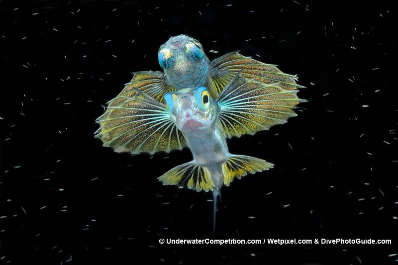 Dos peces alados forman una extraña postura