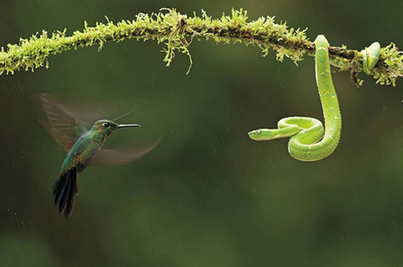 La batalla por la supervivencia, el colibrí contra la víbora