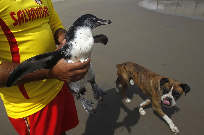 Durante su escala en Lima, Tomás tuvo tiempo incluso de conocer otras especies animales como los perros