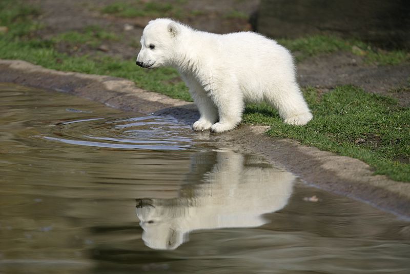 Foto de archivo de Knut durante el día de su presentación en el zoo de Berlín