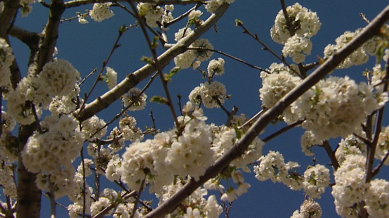 Cerezo en flor