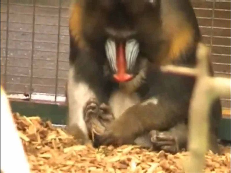Un mandril limpiando sus pies