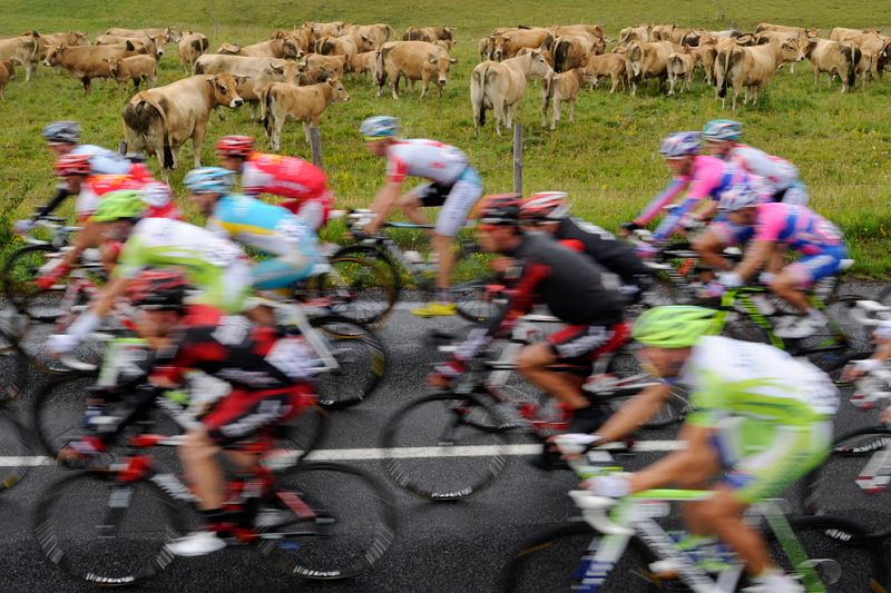 El pelotón ciclista le roba protagonismo al vacuno.