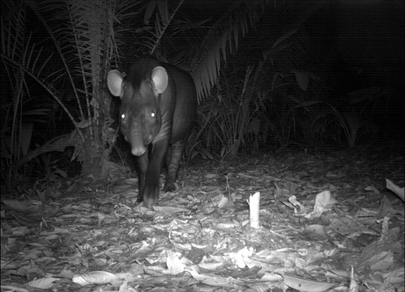 Tapir
