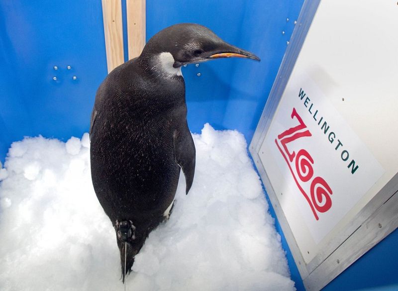 La jaula en la que fue transportado estaba acondicionada para que el pingüino estuviera frío y cómodo