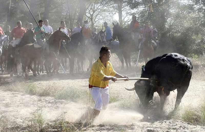 El Toro de la Vega consiste en soltar al toro que es conducido a una zona de pinares por caballistas y personas a pie hasta que se le da muerte a lanzadas.