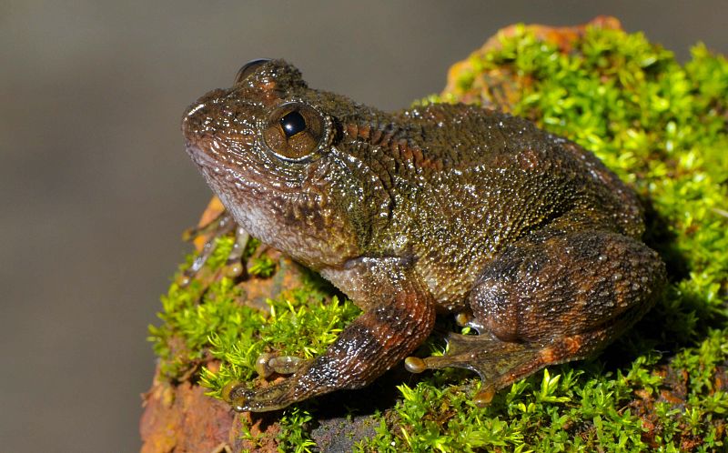 Hacía casi un siglo,91 años, que no se veía alguna de estas especies de ranas como el caso de la 'Nyctibatrachus danieli'