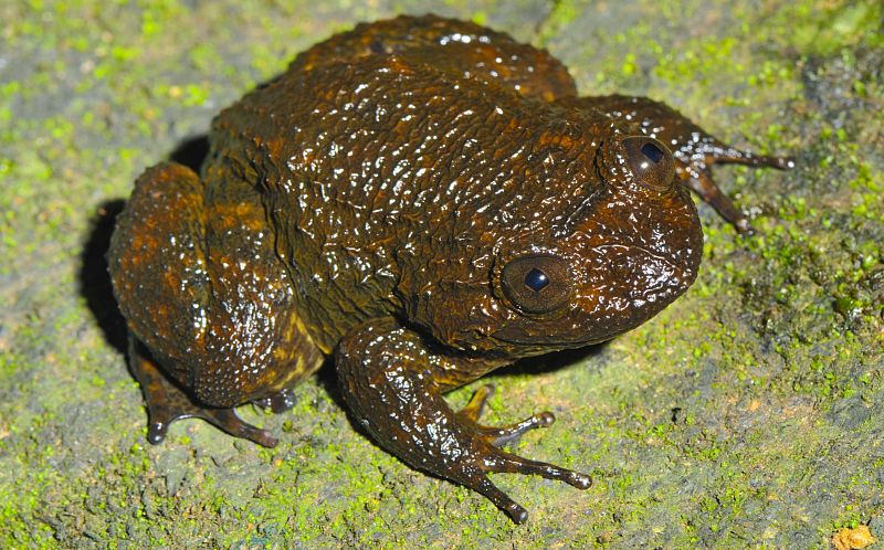 Las ranas viven cerca de los rápidos de los ríos y se reproducen en las zonas boscosas y húmedas de los Gaths occidentales de la India