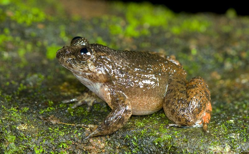 La zona donde han sido localizadas, los Gaths occidentales, están consideradas como uno de los 'puntos calientes' de la biodiversidad del planeta