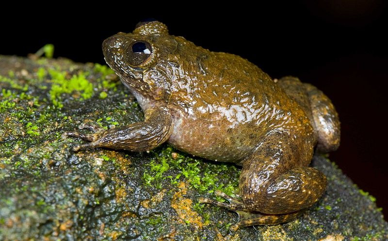 Las hembras depositan los huevos en una hoja y el macho se encarga de fertilizarlos