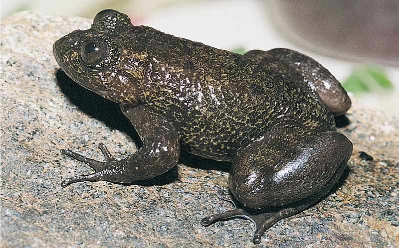 Como ocupan una zona muy pequeña, al menos seis de las nuevas especies son muy sensibles a la pérdida de hábitat