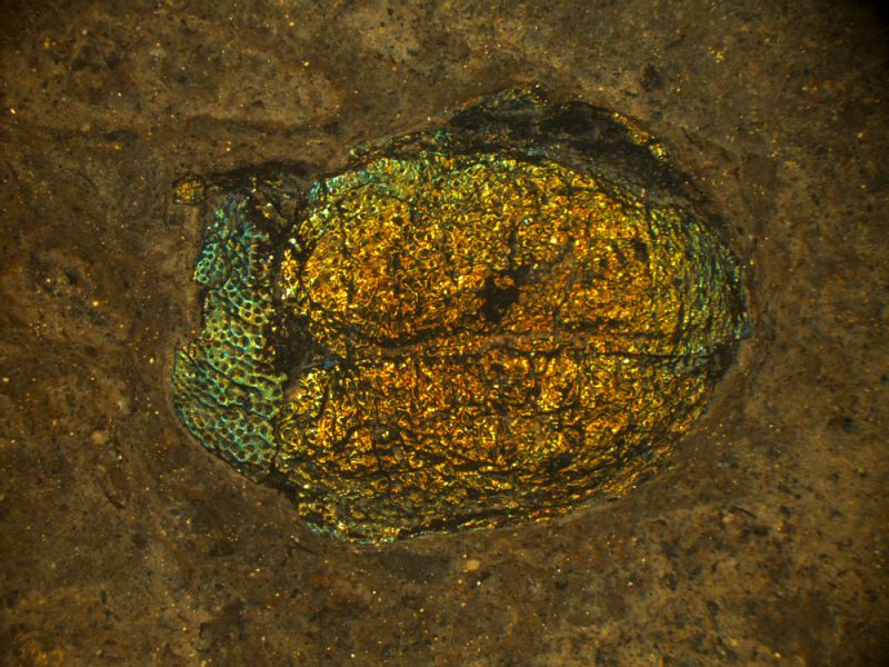 Messel 2
