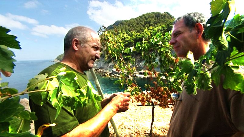 En estas vias de Banyalbufar madura la variedad malvasía