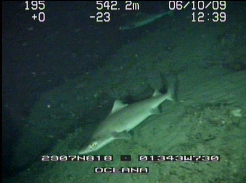 Un quelvacho ('Centrophorus granulosos') filmado por la expedición Oceana Ranger a las Islas Canarias en octubre de 2009.
