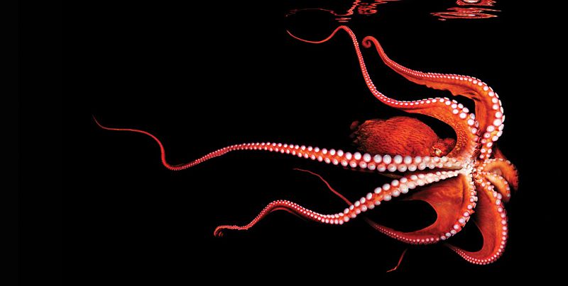 Un pulpo del Pacífico norte, el más grande de la especie; puede llegar a pesar 45 kilos y alcanzar los cuatro metros de largo