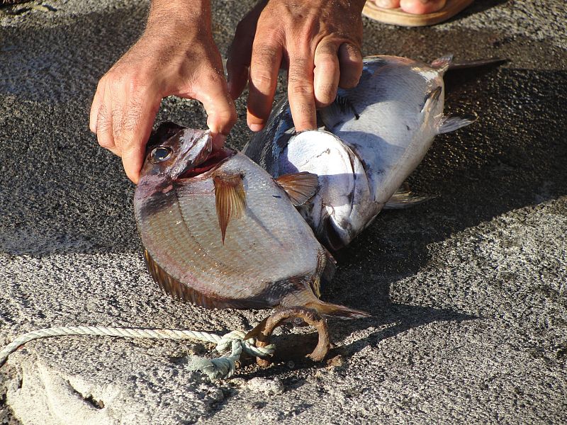 Algunos peces llevaban muertos tan solo unas horas