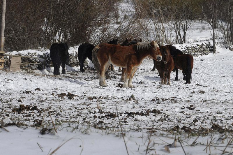 TEMPORAL DE NIEVE Y FRÍO EN LEÓN
