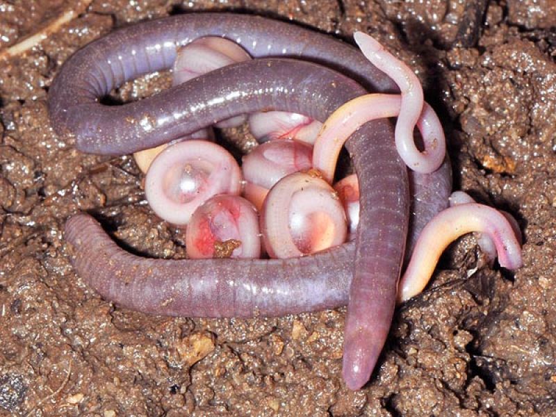 Algunos de los juveniles salen de los huevos incubados por la madre