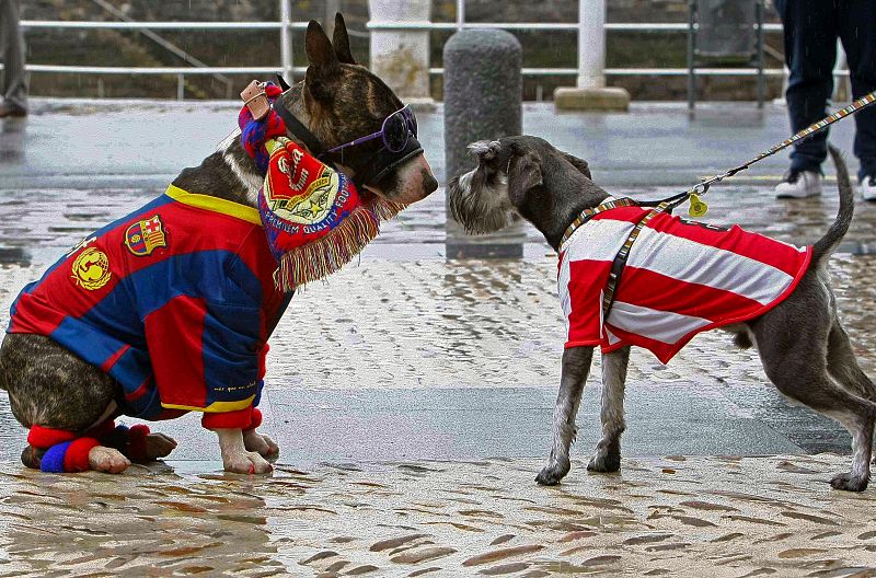 CONCENTRACION CANINA COPA DEL REY