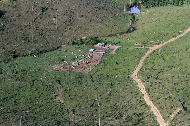 Desde que Dilma Rousseff asumió el cargo de presidente se ha reducido la protección de la selva