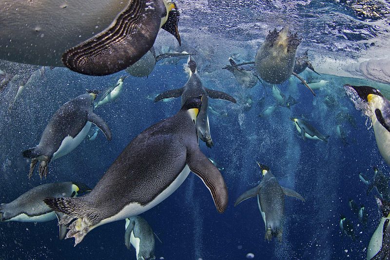 Paul Nicklen, de Canadá, ha ganado el primer premio de Historias de Naturaleza con la serie sobre el pingüino emperador.