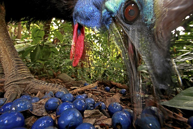 Un casoar, un ave amenazada de extinción, se alimenta de los frutos de un arbol en Australia. La foto le ha valido el primer premio de fotografía de naturaleza individual a su autor, el alemán Christian Ziegler