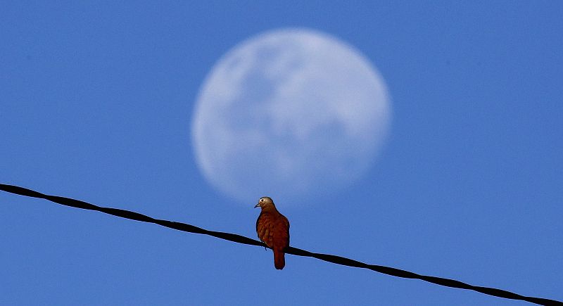 Un pajaro oscila en un cable cerca de un estadio en Salvador