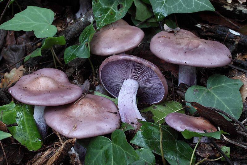 Lepista nuda