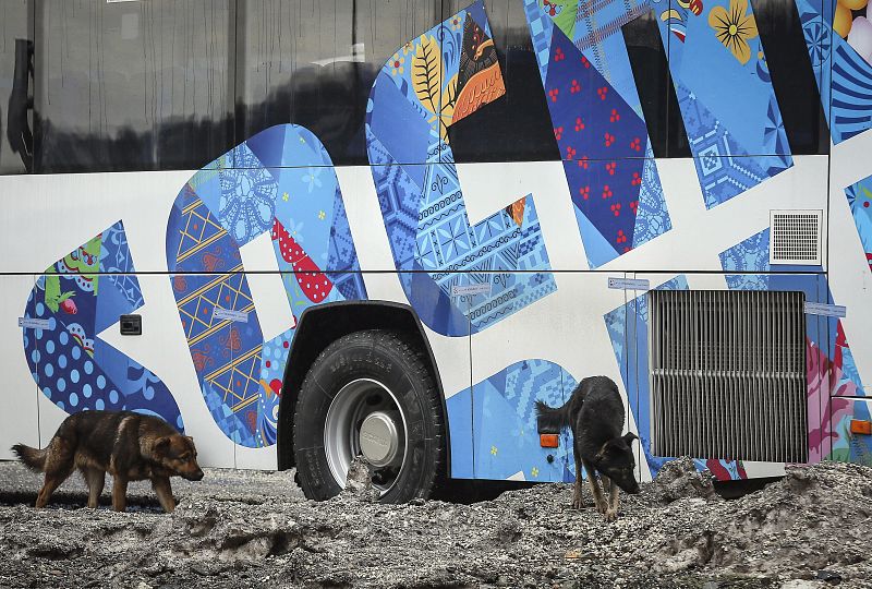 Perros callejeros deambulan delante de un autobús en la montaña de Krásnaya Polyana.